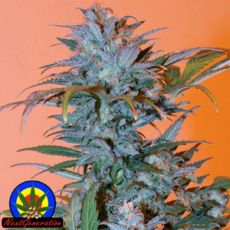 Next Generation Seeds BC Golden Skunk