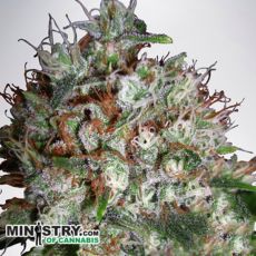 Ministry of Cannabis Big Bud XXL