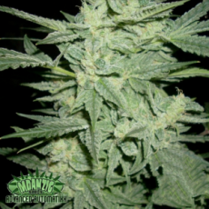 Mdanzing Seeds Blue Streak