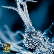 Reeferman Seeds CBD OG