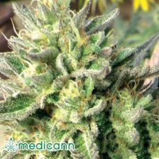 Medicann Seeds Chemdawg