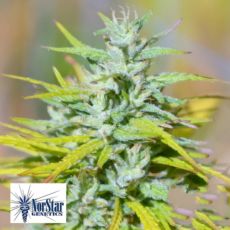 NorStar Genetics Seeds Colombian Thunder Funk