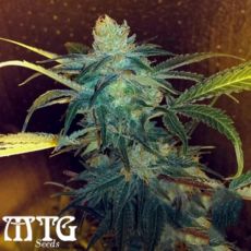 MTG Seeds Cosmic Charlie