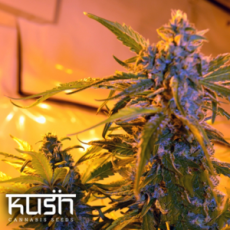 Kush Cannabis Seeds Critical Kush Auto