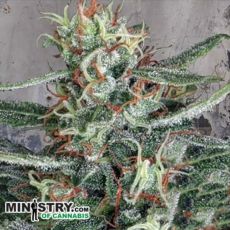 Ministry of Cannabis Crystal Cloud