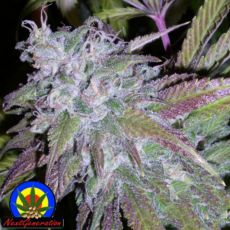 Next Generation Seeds Dynamite