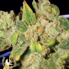 Lady Sativa Genetics Seeds English OG