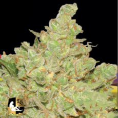 Lady Sativa Genetics Seeds Exodus Fuel