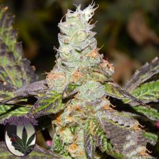 Purple Caper Seeds Girl Scout Cookies F2 (Cookie F2)