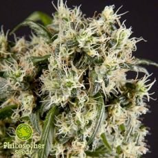Philosopher Seeds Guayita