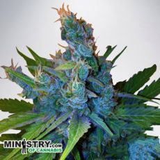 Ministry of Cannabis Hay-Z