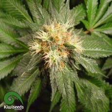 Kiwi Seeds Hindu Kush