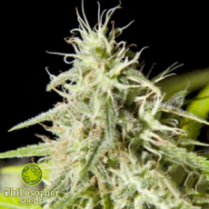 Philosopher Seeds K13 Haze