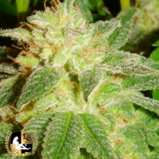 Lady Sativa Genetics Seeds Kensington Kush