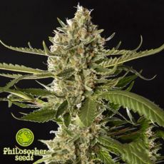 Philosopher Seeds Lemon OG Candy