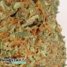 Ministry of Cannabis Little Devil Autoflowering