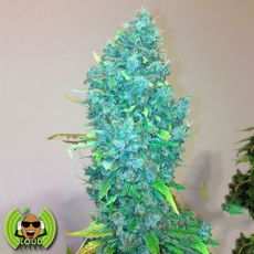 Loud Seeds Loud Dream