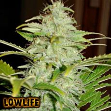Lowlife Hindu Kush
