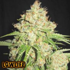 Lowlife Automatic White Russian