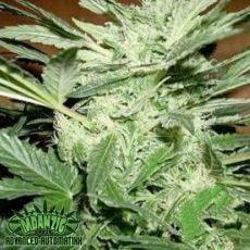 Mdanzig Seeds Blue Streak #2