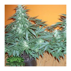 Mdanzig Seeds Sour60 Automatic