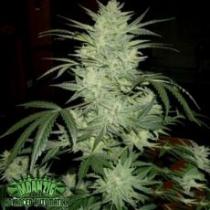 Mdanzig Seeds The Qwixter