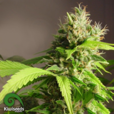 Kiwi Seeds Mako Haze