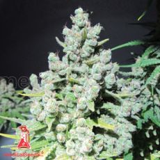 Medical Seeds Malakoff