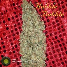 Mandala Seeds Hubble Bubble