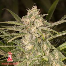 Medical Seeds No Name AUTO