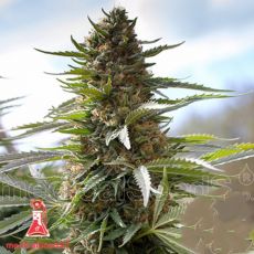 Medical Seeds Over Dawg