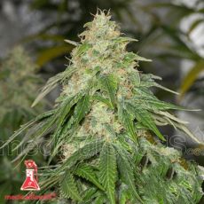 Medical Seeds Some Sweet