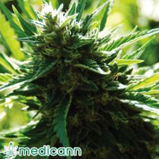 Medicann Seeds Cali Jack
