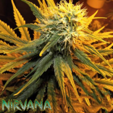 Nirvana Seeds Misty Kush
