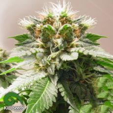 Kiwi Seeds Mount Cook