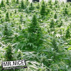 Mr Nice Seeds Dreamtime