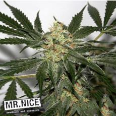 Mr Nice Seeds Early Haze (Early Queen x Afghan Haze)