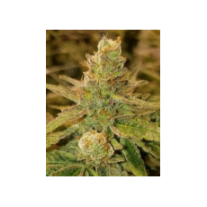 MzJill Genetics Brian Berry Melon Splash