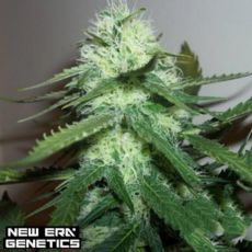 New Era Genetics Bumgordo