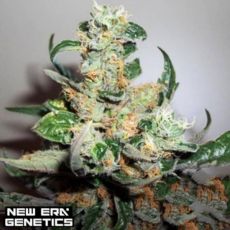 New Era Genetics FY9