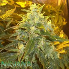 Nirvana Seeds Northern Light