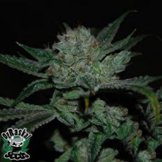 OG Raskal Seeds White Fire Alien