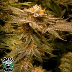 OG Raskal Seeds White Master Kush