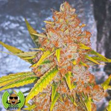 Loud Seeds Original Loud