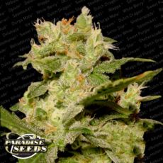 Paradise Seeds AUTO Jack