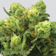 Nirvana Seeds Pre-99 Big Bud