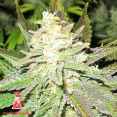 Medical Seeds Prozack