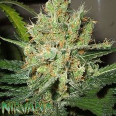 Nirvana Seeds Pure Power Plant