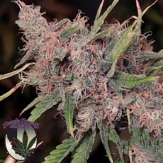 Purple Caper Seeds Purple Caper