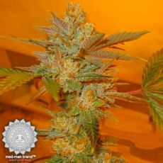 Med-Man Brand Purple Pain Killer